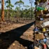 Corporate Giants Decry EU's Second Deforestation Regulation Delay, Cite Investment Losses - Professional coverage
