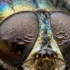 Unlocking Evolution's Secrets: How Stress Proteins Drive Adaptive Eye Reduction in Beetles - Professional coverage