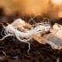Unlocking Nature's Recycling Power: How Soil Fungi and Calcium Accelerate Bioplastic Breakdown - Professional coverage